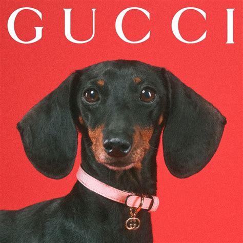 blauwe gucci pet|gucci pet collection.